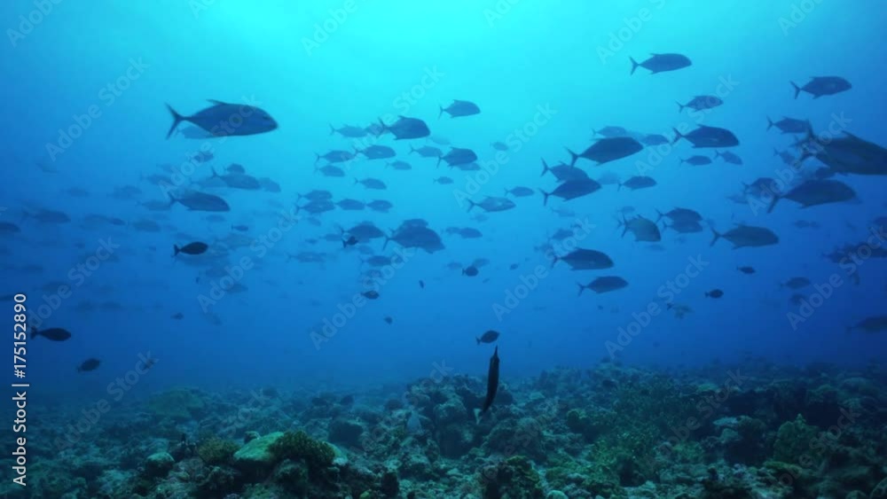 Group of fish swim in deep ocean, scenic wildlife Group of fish swim in deep ocean, scenic wildlife