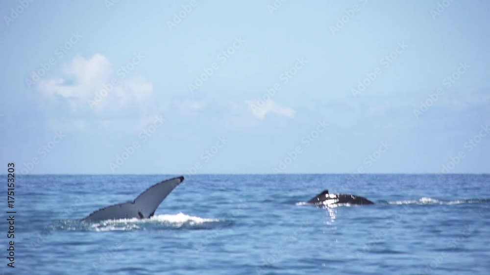 Slow motion, humpback whales submerge in water Slow motion, humpback whales submerge in water