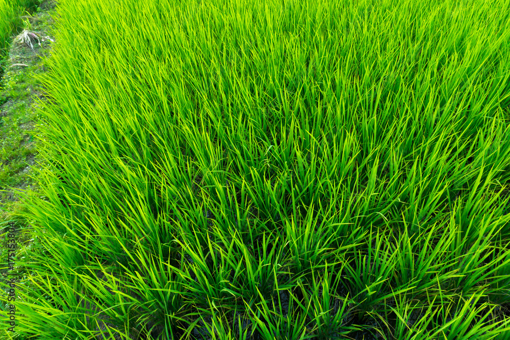 Paddy field with sunrise in Sungai Besar Paddy field with sunrise in Sungai Besar