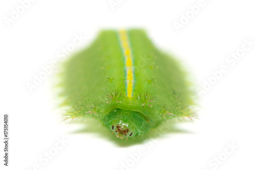 Slug moth or Limacodidae  caterpillar isolated on white background caterpillar isolated on white background photo