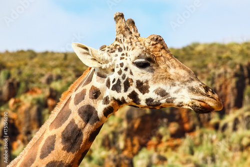 Giraffe  Giraffa camelopardalis  head and face