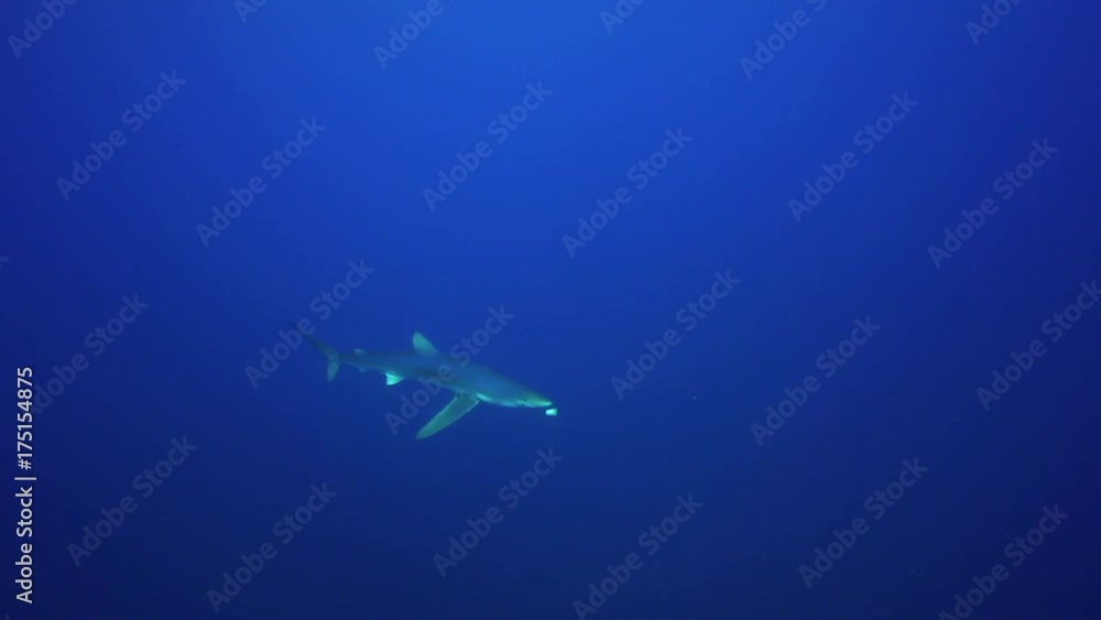 Blue shark eats bait in open ocean Blue shark eats bait in open ocean