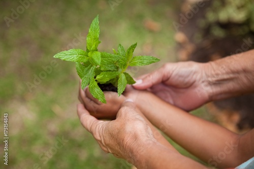 Cropped hands of senior woman and girl holding seedling