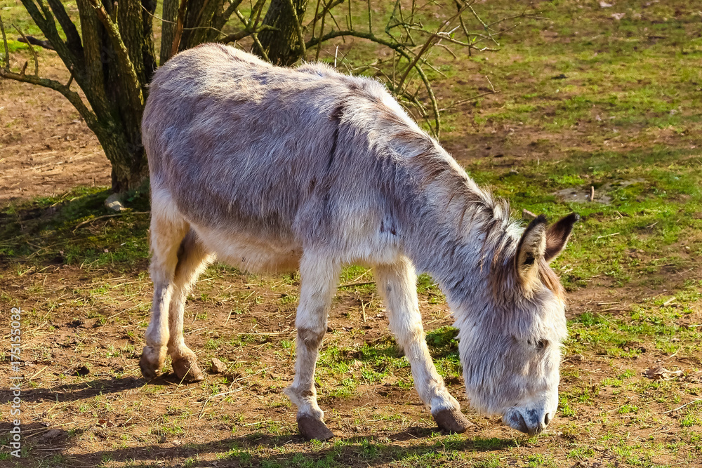 Donkey grazing in a field