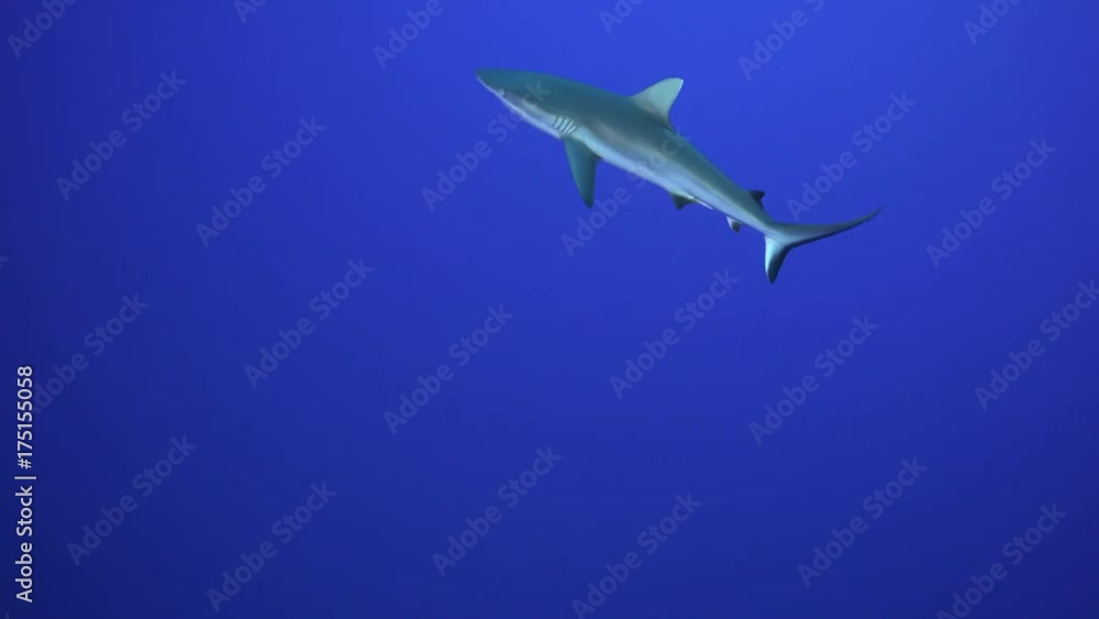French Polynesia, herd of sharks in open ocean French Polynesia, herd of sharks in open ocean