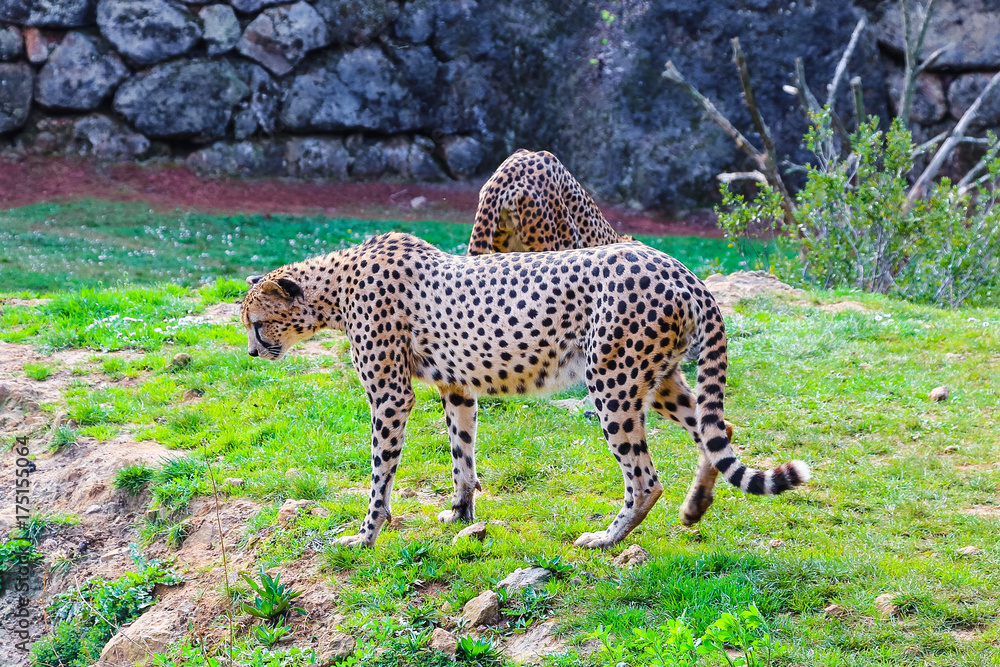 Obraz premium African Cheetah (Acinonyx jubatus) in the grass