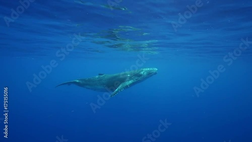 Wallpaper Mural French Polynesia, humpback whale dives into deep ocean Torontodigital.ca