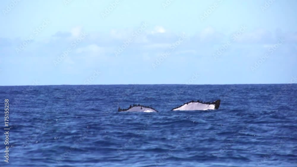 Slow motion, humpback whale tail submerges into ocean Slow motion, humpback whale tail submerges into ocean