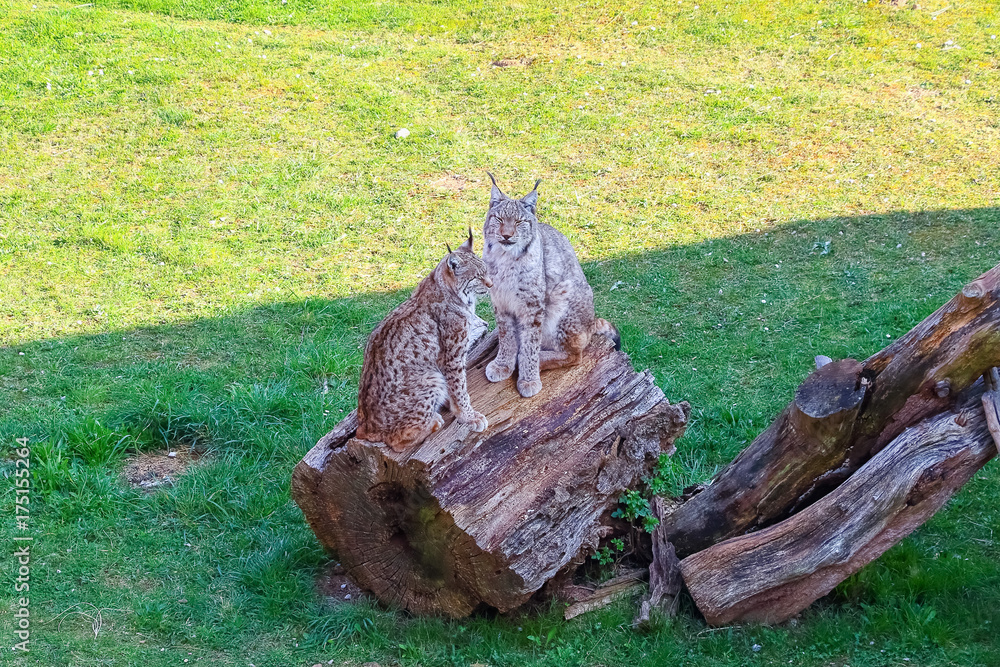 Fototapeta premium Eurasian lynx (Lynx lynx)