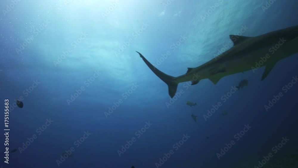 Large tiger shark shot against the light, surface, sun, tahiti, french Polynesia Large tiger shark shot against the light, surface, sun, tahiti, french Polynesia