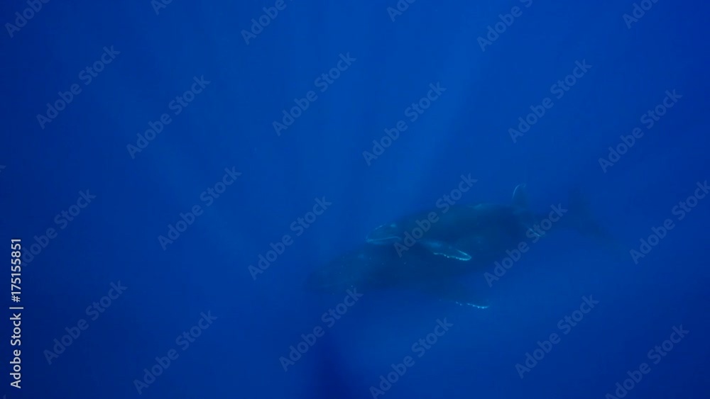 humpback whale swims in deep blue ocean, French Polynesia humpback whale swims in deep blue ocean, French Polynesia