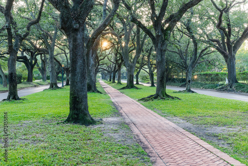 Romantic archway made from live oak trees, green grass and rustic brick path leads to infinity at sunrise. Beautiful scenery in Houston, Texas, USA. Green oaks tree tunnel. Urban tranquil background