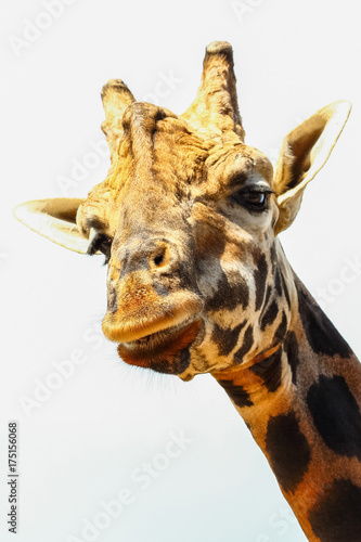 Fototapeta Naklejka Na Ścianę i Meble -  Giraffe (Giraffa camelopardalis) head and face