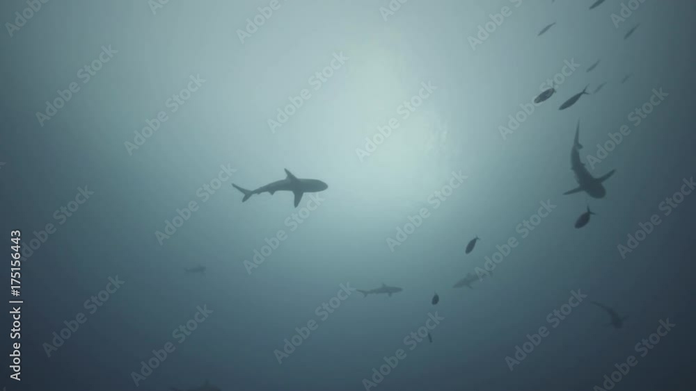 Low angle, school of sharks in backlight, shot against the sun Low angle, school of sharks in backlight, shot against the sun