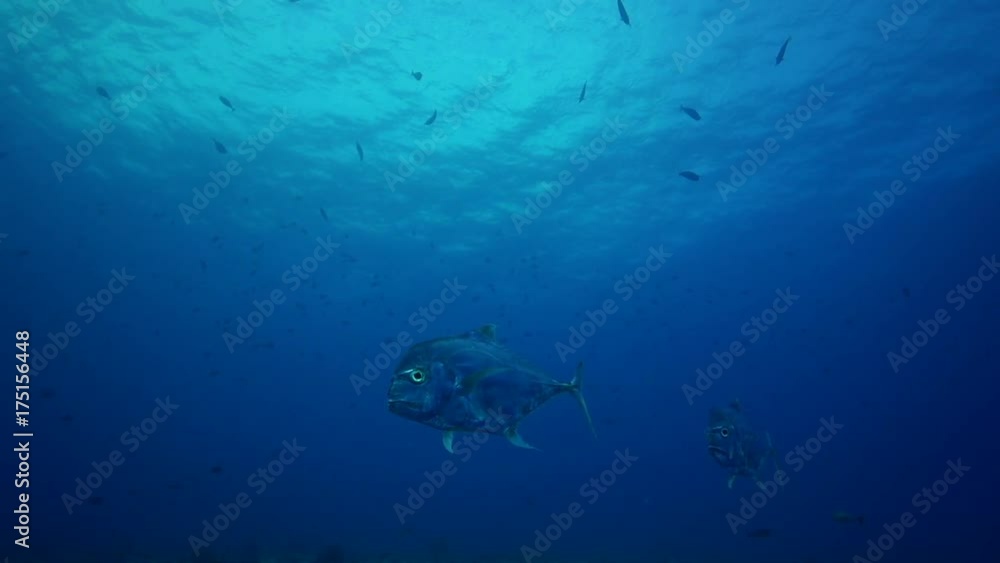 French Polynesia, exotic african pompano fish swim over reef French Polynesia, exotic african pompano fish swim over reef
