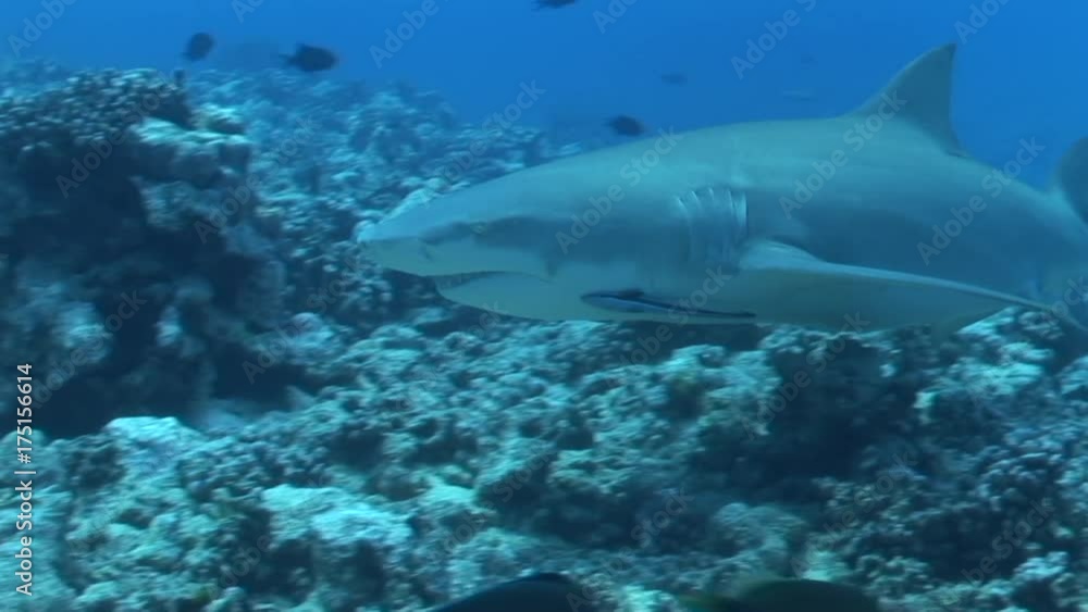 Lemon sharks swim through reef Lemon sharks swim through reef