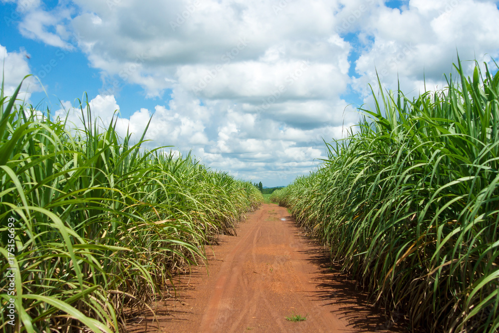 Sugar cane and mountain farm Sugar cane and mountain farm