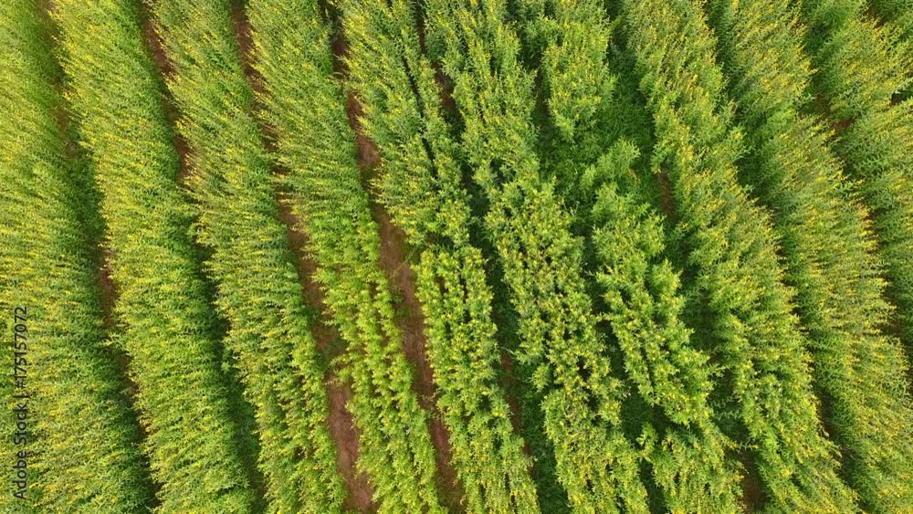 aerial view of sunhemp flowers field in thailand. aerial view of sunhemp flowers field in thailand.