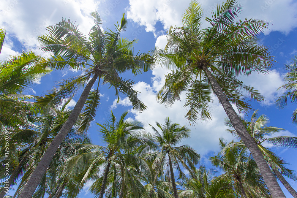 Palm trees with blue sky Palm trees with blue sky