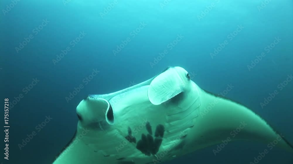 Manta ray swims overhead with fish over reef, POV