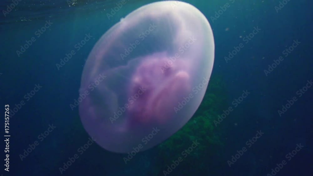 Jellyfish swims in slow motion, close up Jellyfish swims in slow motion, close up