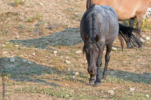 Blue Roan Bay Stallion wild horse in snaking posture in the Pryor Mountains Wild Horse Range in Montana United States