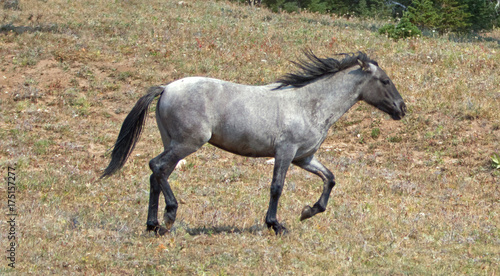 Wild Feral Horse - Blue Roan yearling mare running in the Pryor Mountains Wild Horse Range in Montana United States