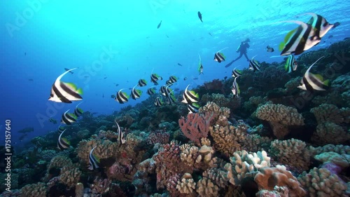 Wallpaper Mural tropical banner fish swim on a scenic coral reef  French Polynesia  Torontodigital.ca