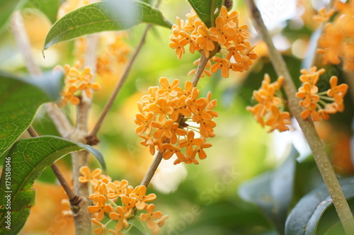 Fototapeta Naklejka Na Ścianę i Meble -  キンモクセイ