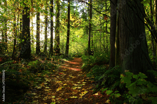 a picture of an Pacific Northwest forest trail © Craig  R. Chanowski