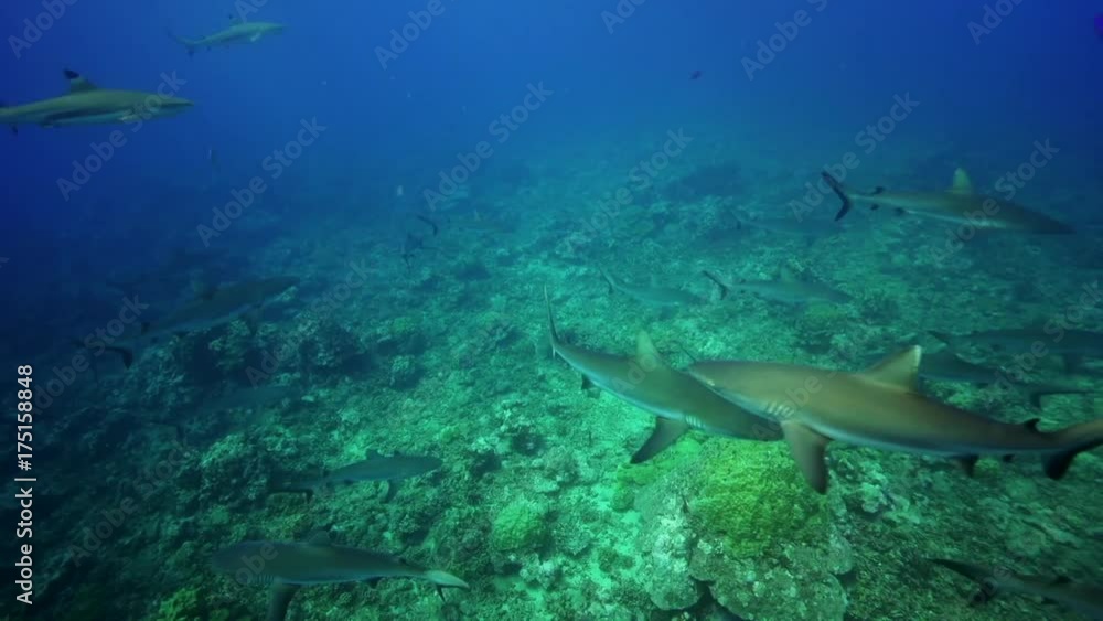 Sharks swim over rocky seafloor, POV Sharks swim over rocky seafloor, POV