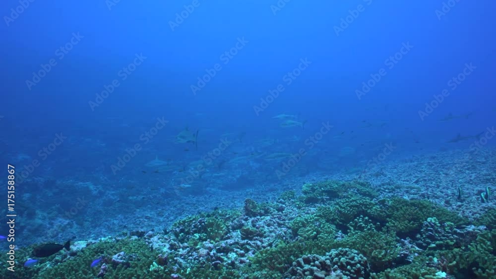 grey reef Sharks patroll a tropical coral reef, French Polynesia grey reef Sharks patroll a tropical coral reef, French Polynesia