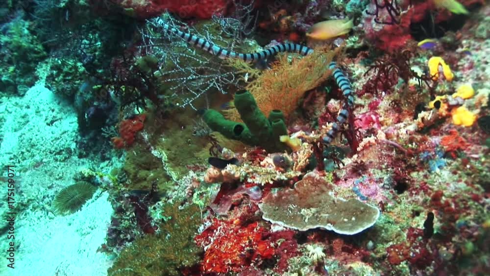 sea snake swims over tropical coral reef sea snake swims over tropical coral reef
