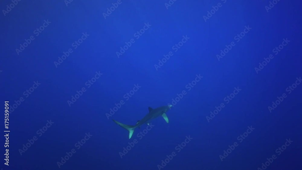 Beautiful blue shark in open atlantic ocean, Azores, Portugal Beautiful blue shark in open atlantic ocean, Azores, Portugal