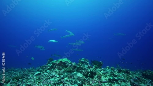 Wallpaper Mural School of barracuda over coral reef Torontodigital.ca