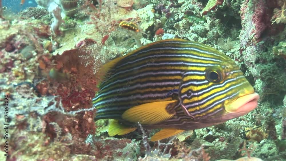 Close up, sweet lip emperor fish in tropical reef Close up, sweet lip emperor fish in tropical reef