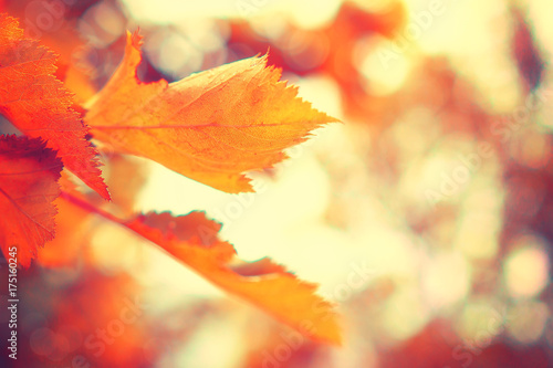 Autumn background. Red colorful foliage in fall