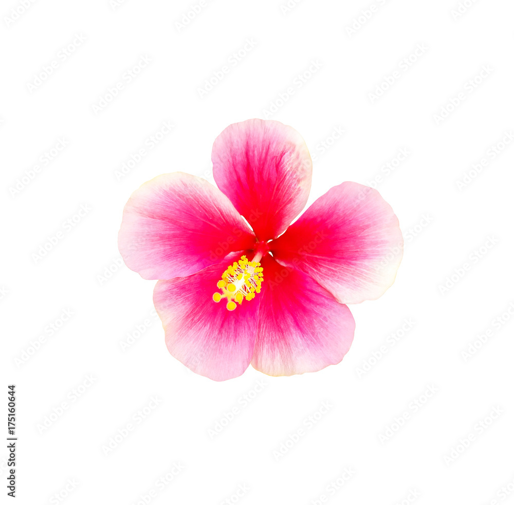 Hibiscus flower isolated on white background