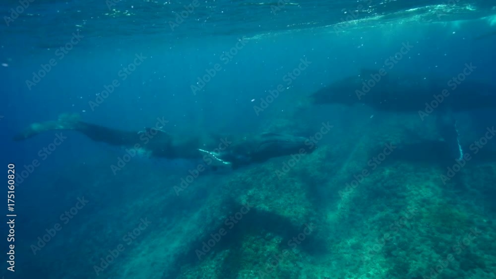 French Polynesia, humpback whales swim in shallow water French Polynesia, humpback whales swim in shallow water