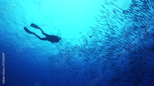 Scuba diver swims up to school of fish, French Polynesia photo