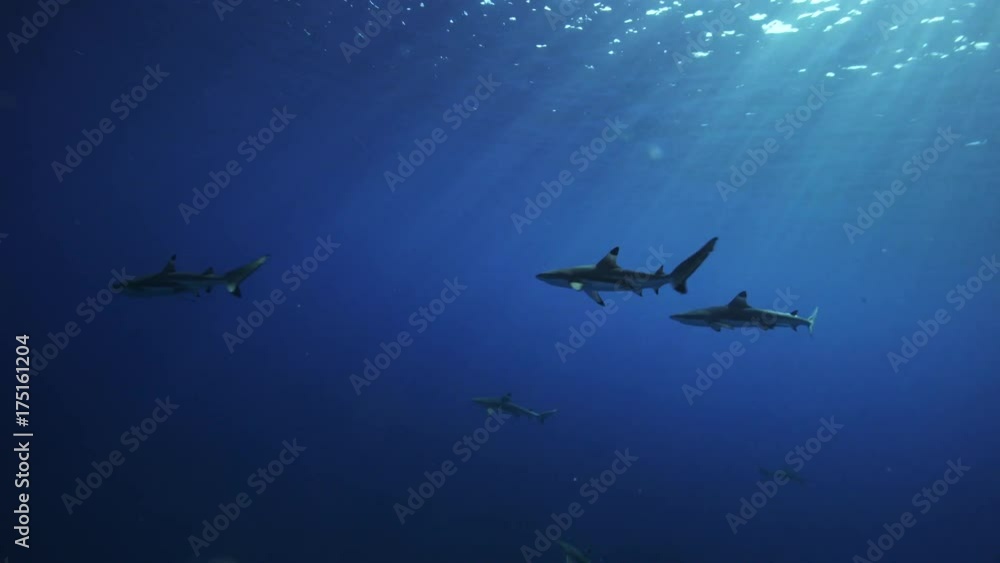 Blacktip reef sharks migrate in open ocean Blacktip reef sharks migrate in open ocean