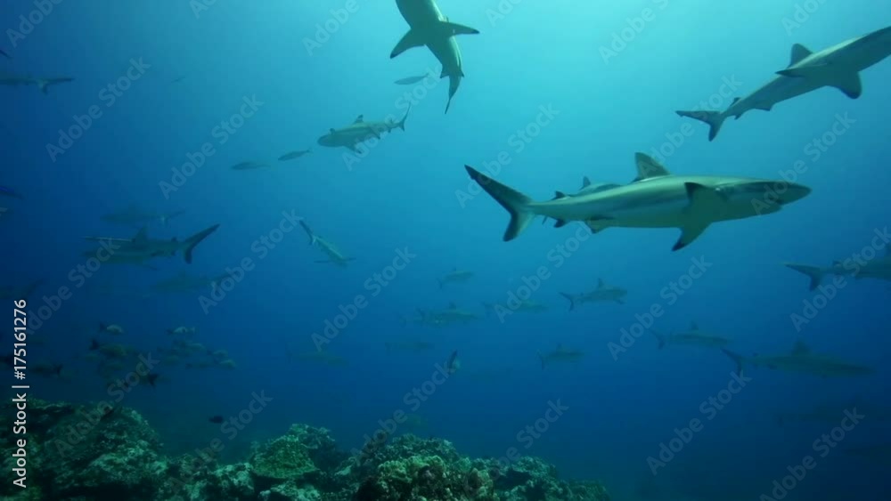 Herd of sharks in tropical ocean, POV Herd of sharks in tropical ocean, POV