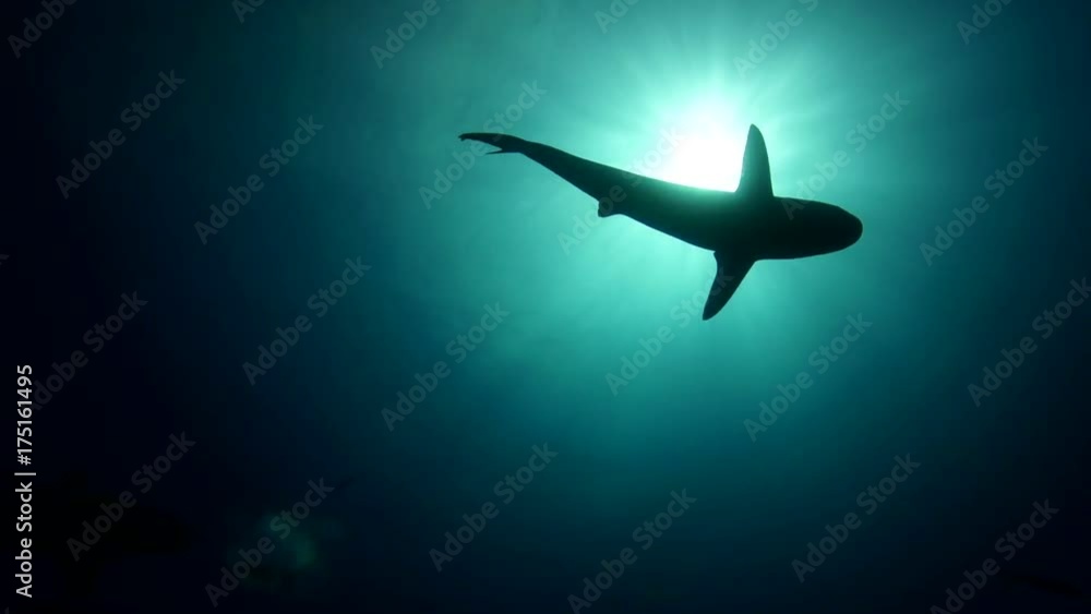 Sun shines over swimming sharks, low angle POV Sun shines over swimming sharks, low angle POV