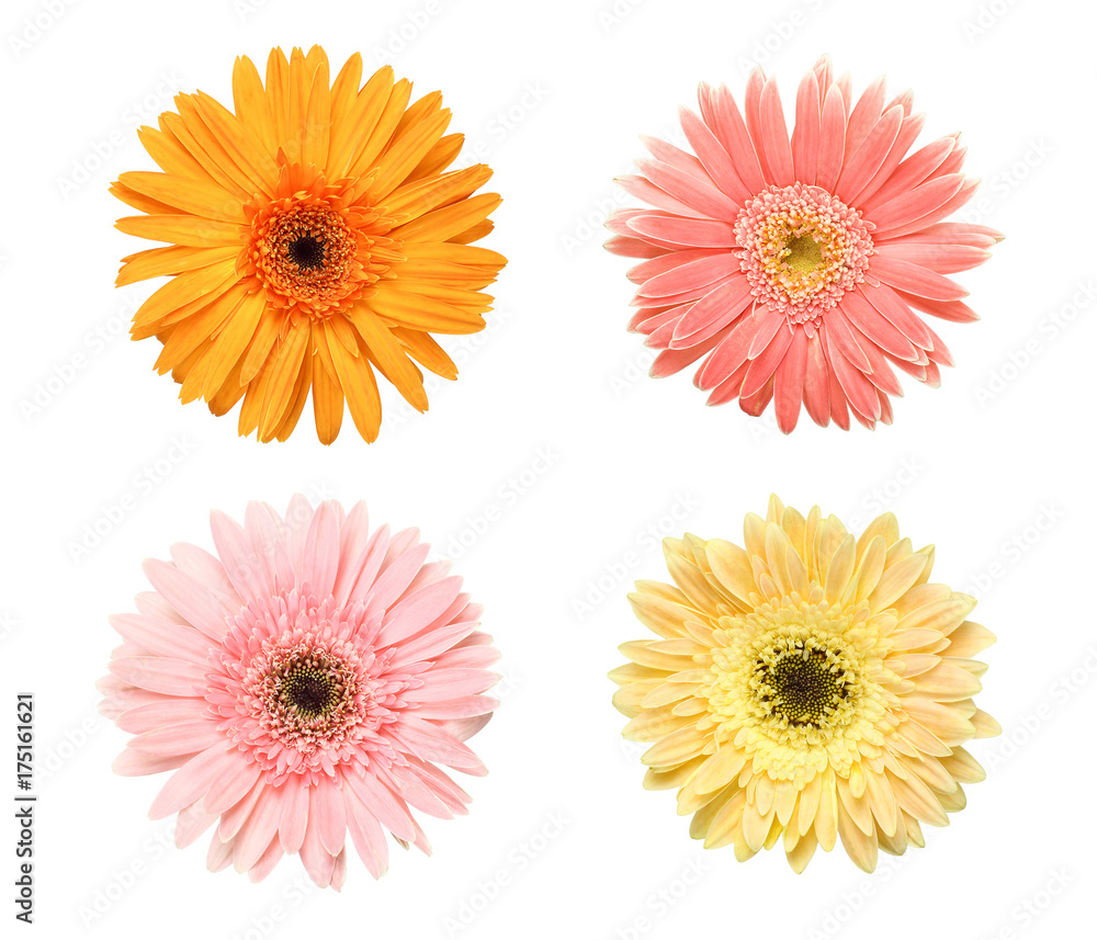 Beautiful collection of Daisy flowers isolated on white background Beautiful collection of Daisy flowers isolated on white background
