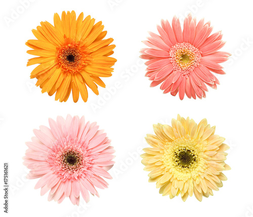 Beautiful collection of Daisy flowers isolated on white background