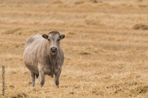 Cattle on the Prairies in Autumn 