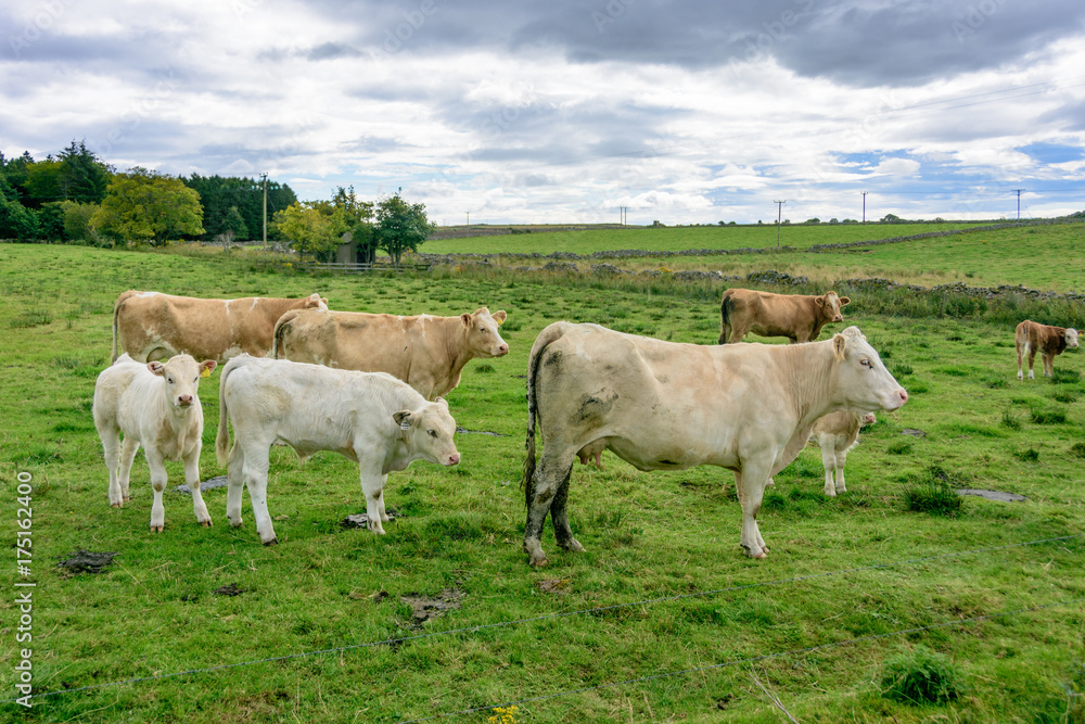 Cowns grazing freely in Northern Scotland Grampians region