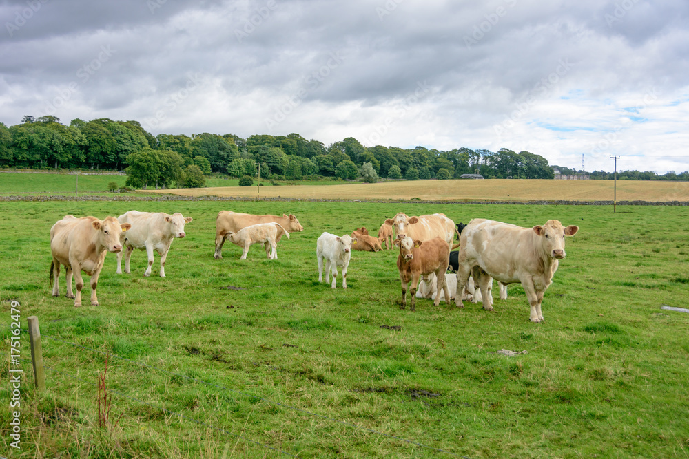 Cowns grazing freely in Northern Scotland Grampians region