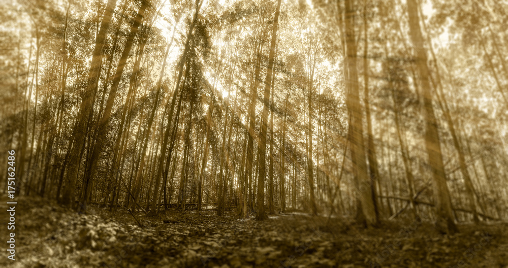 God light in forest in sepia with divine energy and life force God light in forest in sepia with divine energy and life force