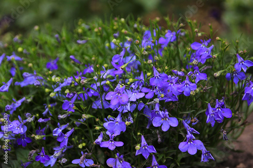Photos blue lobelia. Lobelia in the garden.